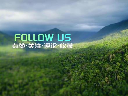 澳大利亚,和恐龙同期的幸存者神兽,鹤鸵 #野生动物零距离 #澳大利亚 #神奇动物在抖音 #鹤鸵