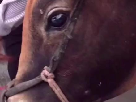 广东梅州网红猪肉佬,一个被卖猪肉耽误的演员,创业励志不搞笑