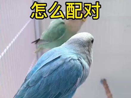牡丹鹦鹉配对,牡丹鹦鹉怎么配对#鹦鹉配对