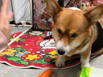 萝卜纸巾挑战!!!#柯基日常 #毛孩子日常记录 #我和宠物日常 #宠物宠物宠物 #养狗日常