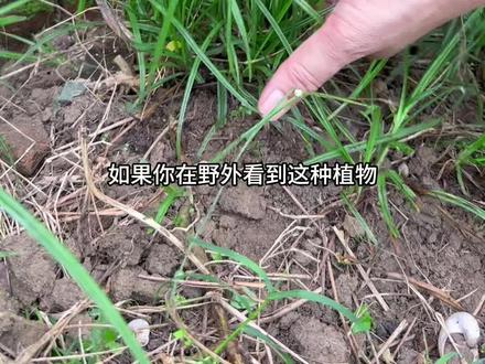 水蜈蚣草的地下根茎横着生长,很像一条蜈蚣#dou来广东百千万