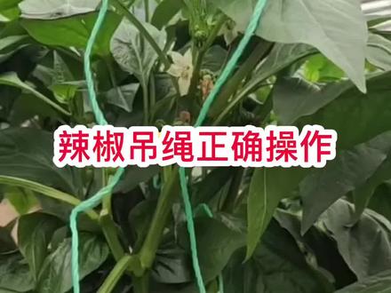 辣椒吊绳慢动作分解教程#辣椒 #农业种植 #辣椒种植 #大棚种植 #越冬蔬菜 #辣椒种植技术 #寿光蔬菜 #新农人计划2021 #三农