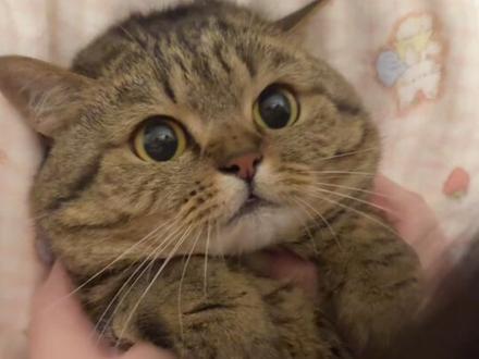 永远为小猫咪的汗脚痴狂… #万物可爱计划 #吸猫#猫咪汗脚 #猛兽