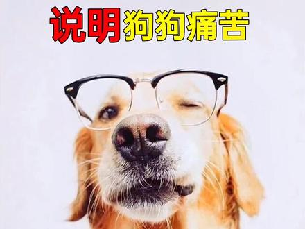 #萌宠 #狗狗 #养宠知识 搞个4个动作所代表的含义。