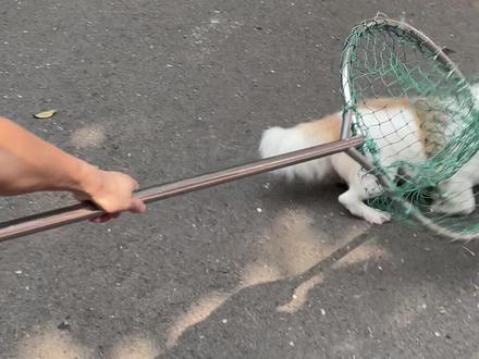 五一假期严查进行中!放假不松懈,无证、无绳犬一经查处将按流浪犬收容及处罚,最高可处千元罚款甚至拘留,请文明养犬,依法办证!#养犬登记 #新治安管理处罚法 #五一假期 #带狗出去玩 #办狗证