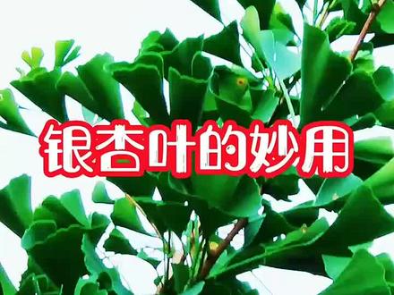 《本草纲目》植物的妙用