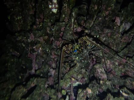 《毛里求斯》第6集: 探索无人海岛,误入急流差点嗝屁,最终发现大龙虾老巢,收获满满 #赶海 #荒岛生存