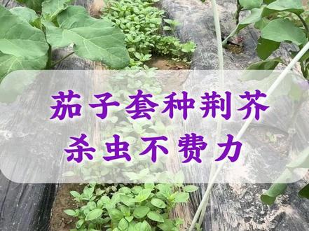 茄子防虫小技巧,套种荆芥小虫自然跑 #茄子 #茄子种植 #茄子种植管理技术 #茄子高产管理