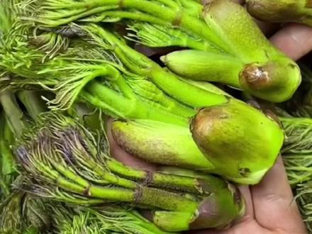 教你如何冷藏保存刺老芽#纯天然绿色食品 👍