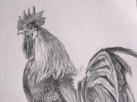 素描画公鸡#画画 #素描 #素描动物 #画公鸡