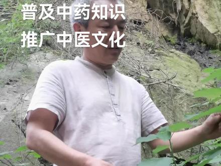 苎麻
每天认识一种中药材,今天认识一下苎麻根#。#常见的中草药 #苎麻 #中医中药