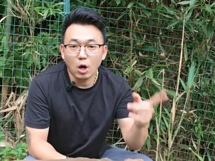 斗犬之王比特不是最厉害的,而是这些狗