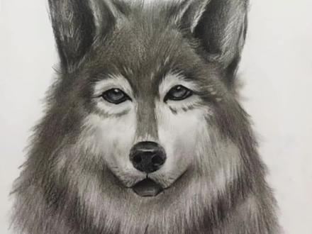 超级详细的大灰狼素描详 !#易学素描 #素描动物 #大灰狼 #零基础学素描 #零基础教学
