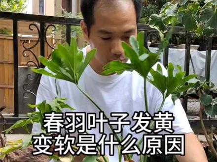 春羽,日常养护要点#三农 #花卉绿植 #分享家庭养花知识#龙鳞春羽 #春羽养护