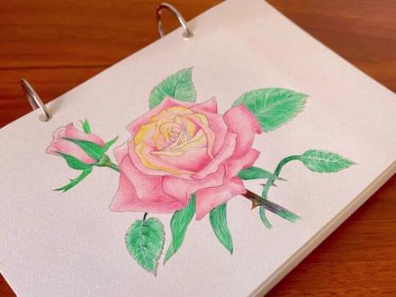 【圆珠笔】手绘~玫瑰花,绘画过程分享#手绘 #画画 #绘画分享 #圆珠笔 #玫瑰