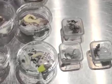 杭州海关在进境旅客行李箱中查获35只活体外来物种——睫角守宫 。睫角守宫是蜥蜴目、壁虎科动物,属于生活在偏热带海洋性气候的物种,以小型昆虫等无脊椎动物为食,也会摄食水果和花蜜等物补充身体所需的其他养分,近年来已成为“异宠”领域的时尚新宠。“异宠”可能携带寄生虫和病原微生物,传入国内可能破坏本地生态平衡,影响生物多样性,对国家生物安全构成潜在威胁。#杭州 #萧山机场 #宠物 #外来物种 #动物
海关提醒:根据《中华人民共和国生物安全法》和《中华人民共和国进出境动植物检疫法》及其实施条例等法律法规,未经批准,不得擅自引进外来物种,禁止携带、寄递活体动植物进境。违反规定的,海关将依法追究法律责任。