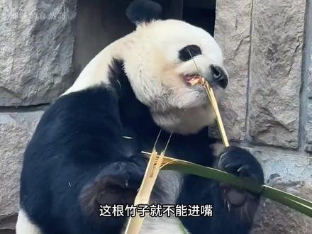 呲牙掰笋、擦嘴叠席,熊猫界最懂仪式感的治愈天使萌二回来了 #动物世界 #国宝不愧是国宝 #大熊猫萌二 #大熊猫 #来这吸熊猫