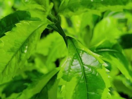 我们小区路边常见的金叶假连翘,
你认识了吗?
#植物 #涨知识 #人类幼崽成长计划 #每天学一点 #陪伴孩子的美好时光 #孩子们加油#亲子教育