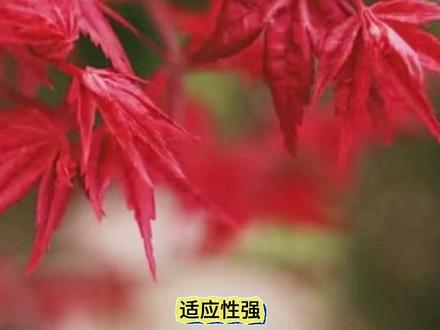 枫树别乱买!抗造款vs娇贵款,一次说清 #枫树养护 #庭院植物 #养花攻略 #红枫品种