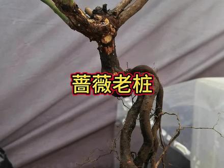 蔷薇提根 只有自己种才有吃不完的菜桩#蔷薇老桩#蔷薇提根#蔷薇#月季嫁接