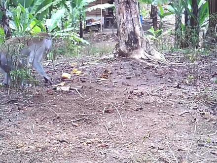 印尼老表制作陷阱抓猴子!#动物世界 #神奇动物在抖音 #猴子 #陷阱