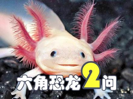 快去周围的花鸟市场逛逛,这家伙,直接给你萌翻!#萌宠 #宠物 #科学养宠攻略 #神奇动物在抖音