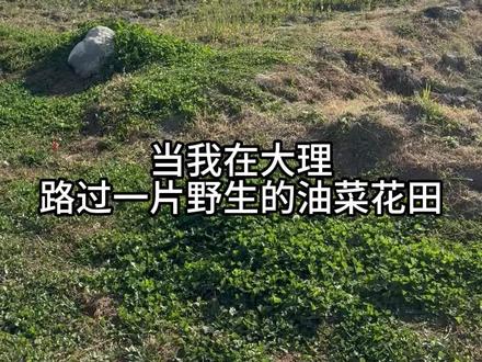 速学!有手就会的蓝调油菜花夜景打光教程!
#氛围感 #蓝调打光教程 #艾蒙拉 #艾蒙拉Pano60c #摄影