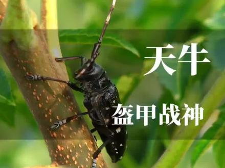 它掏空枯木,耗时三年蜕变成熟,最终称为啄木鸟晚餐 #昆虫 #昆虫世界 #天牛 #昆虫科普 #动物科普
