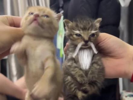 谁能拒绝一直哈基米仙人小猫仙人特效教程 #小猫仙人 #谁能拒绝一只哈基米仙人 #哈基米仙人