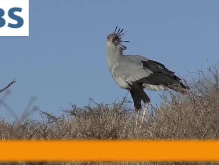 眼镜蛇的克星蛇鹫!吃蛇就像吃零食一样,看它如何高智商猎蛇