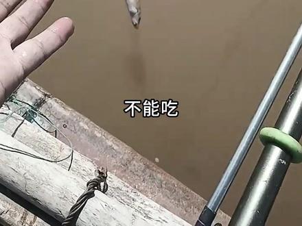 这些奇特的鱼种都能吃吗?#鱼 #科普