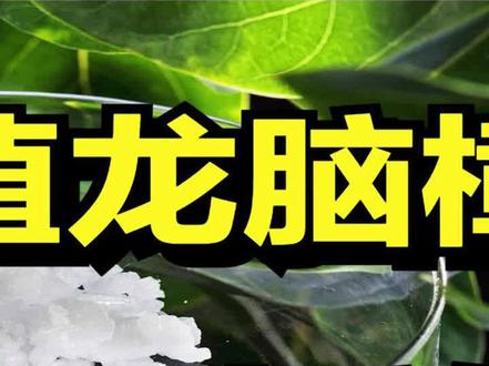 他发现龙脑樟树的商机,提炼出2万元/斤的天然冰片,如今身价上亿 #三农 #樟树 #创业 #来抖音学农技 #乡村守护人 @抖音三农