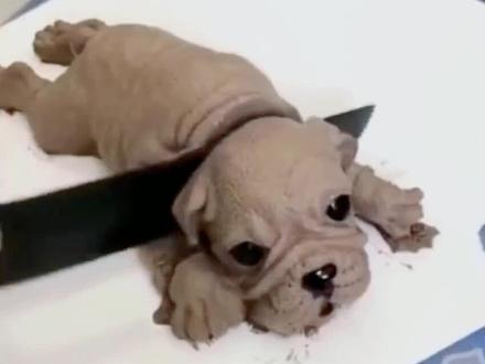 在萌宠面前切开动物形状的蛋糕时,宠物们反应真是绝了,笑喷! #宠物#搞笑