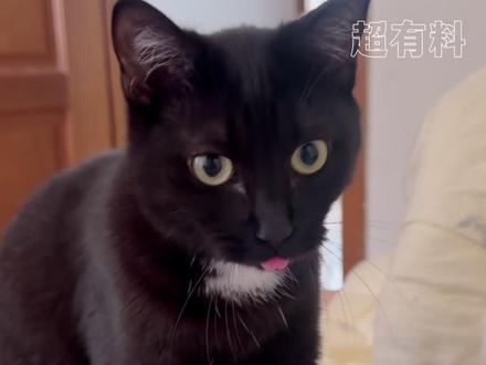 古法相猫,第一步打开猫的嘴#猫咪 #养猫 #煤球