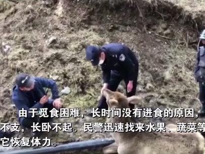 近日,乌鲁木齐县白杨沟景区一名游客报警:有一只长得很像鹿的动物,卧在地上动弹不得。#野生动物