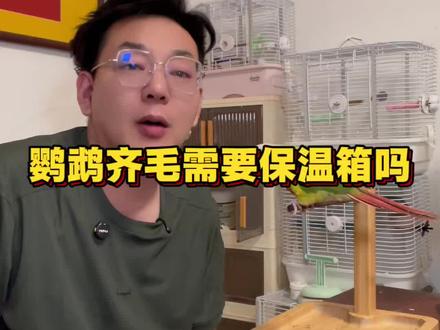 鹦鹉齐毛需要保温箱吗?#鹦鹉 #鹦鹉小白 #鹦鹉日常 #手养鹦鹉 #训鸟高手