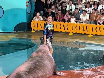 海象虽然身材长很憨胖,但智商很高,很通人性哦!