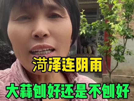 菏泽连阴雨天气大蒜到底刨好还是不刨好#渮泽 #菏泽同城 #菏泽叮当姐