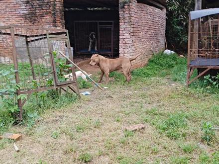 为了抢占食物中华田园犬拼了,完全不惧比特犬