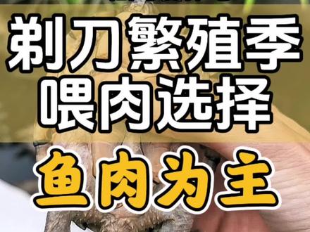 剃刀龟繁殖季喂肉选择—鱼肉为主#养龟经验分享 #创作者中心 #创作灵感 #养龟日常 #剃刀龟