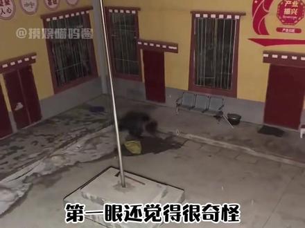 青藏高原最危险的动物,藏马熊 #藏马熊 #野生动物 #青藏高原