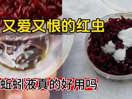 钓鱼饵料冬虫新思路#钓鱼#饵料#红虫钓鱼 #蚯蚓钓鱼