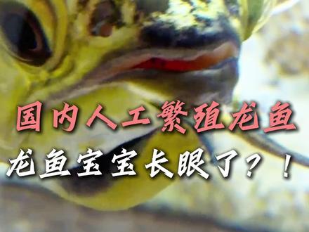 龙鱼宝宝终于成功孵化了,你们觉得红龙繁殖的成功概率大吗?#金泓观赏鱼 #龙鱼 #养鱼日记 #红龙