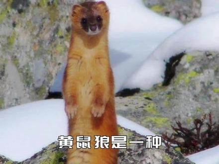 黄鼠狼喜欢偷鸡,老祖宗为何却说“黄鼠狼不可杀”?并非迷信之言