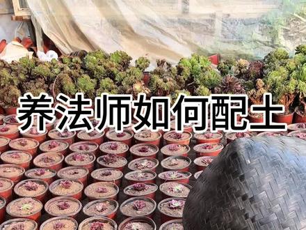 #多肉法师 养法师如何配土#法师