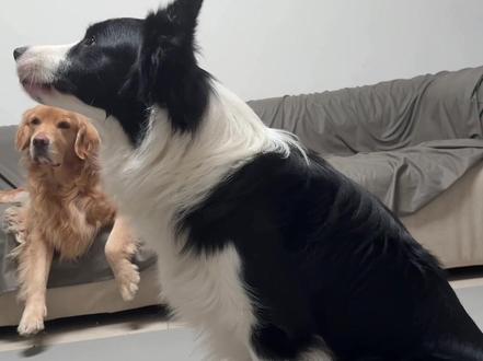 纸巾萝卜挑战版#边牧#萌宠认物挑战 #萝卜纸巾猫咪模仿挑战 #万物可爱计划