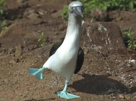 长着蓝色脚丫子的鸟,你见过?#蓝脚鲣鸟 #神奇动物在抖音 #动物 #奇妙的动物 #万物皆有灵性 #动物成精 #科普 @抖音小助手