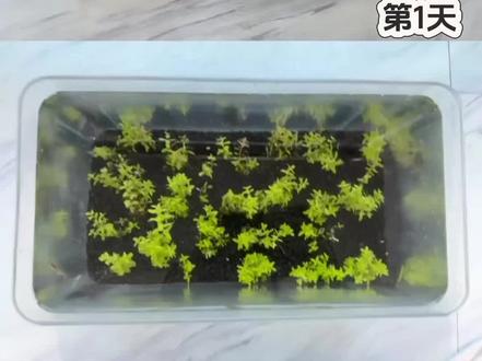 低成本生态缸开缸过程,有没有想要水草的粉丝评论区留言,不包邮哦 #鱼缸草缸生态鱼缸 #水草缸 #水草泥种植 #草缸 #水草