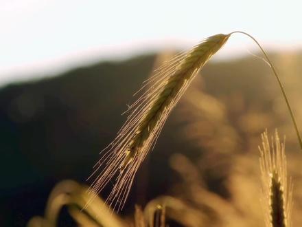 共建“一带一路”十年间 中非合作助力非洲农民端稳饭碗.成功种植水稻,提高水稻产量.实现了当地政府提出的“人人有所食,人人有储蓄”的愿景。