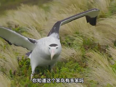 连自己孩子都不认得的笨鸟 #信天翁